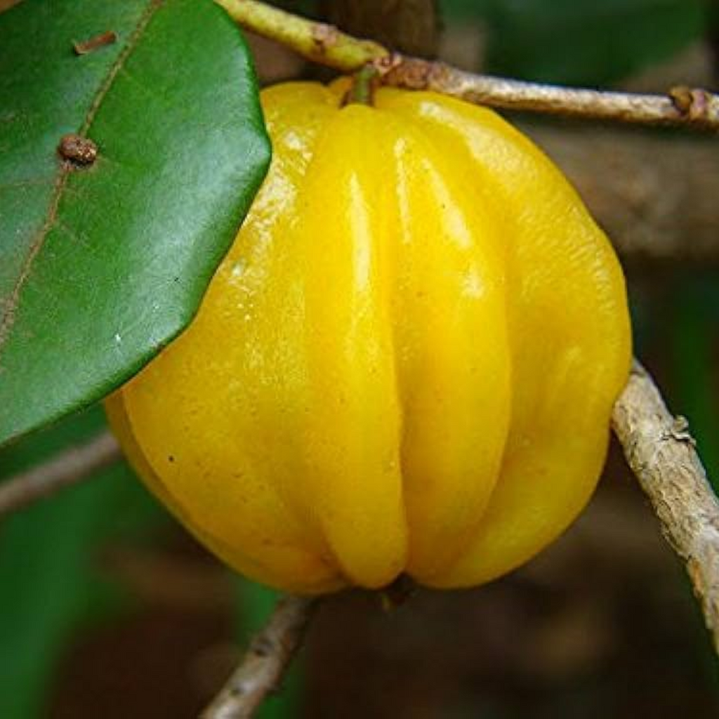Surinam Cherry - Yellow - Hybrid Fruit Plant