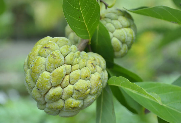 Custard apple plant-  Medicinal Plant Live Plants