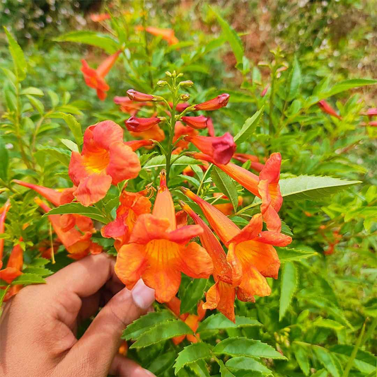 Vibrant Orange Tecoma Hybrid Flower Plant: Live, Beautiful, Easy-Care Garden Addition
