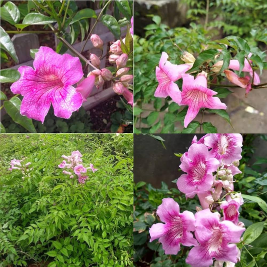 Vibrant Pink Tecoma Hybrid Flower Plant: Live Garden Beauty for Your Home