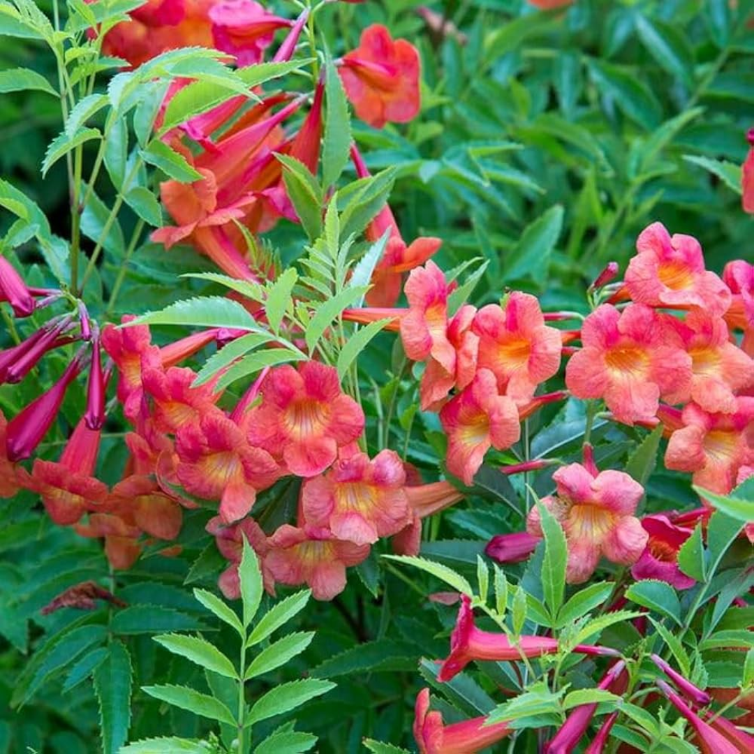 Vibrant Tecoma Red Hybrid Flower Plant: Live Garden Beauty in Polybag