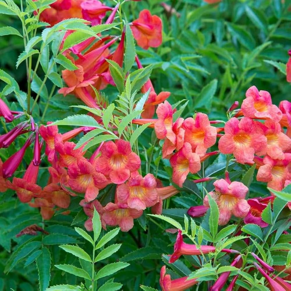 Vibrant Tecoma Red Hybrid Flower Plant: Live Garden Beauty in Polybag