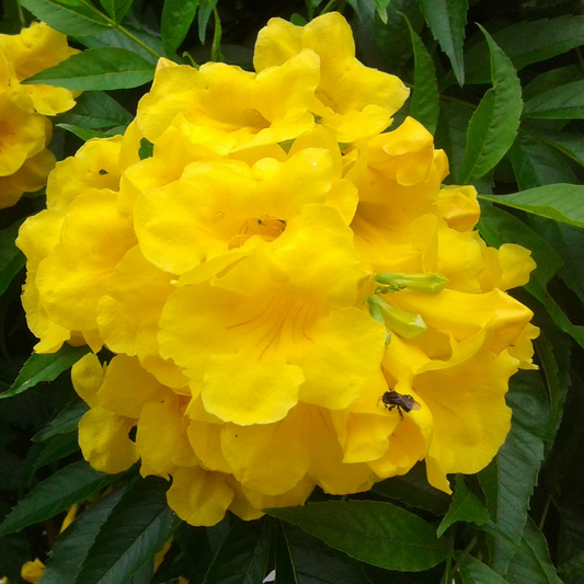 Vibrant Tecoma Yellow Hybrid Flower Plant for Your Beautiful Garden