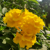 Vibrant Tecoma Yellow Hybrid Flower Plant for Your Beautiful Garden