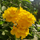 Vibrant Tecoma Yellow Hybrid Flower Plant for Your Beautiful Garden