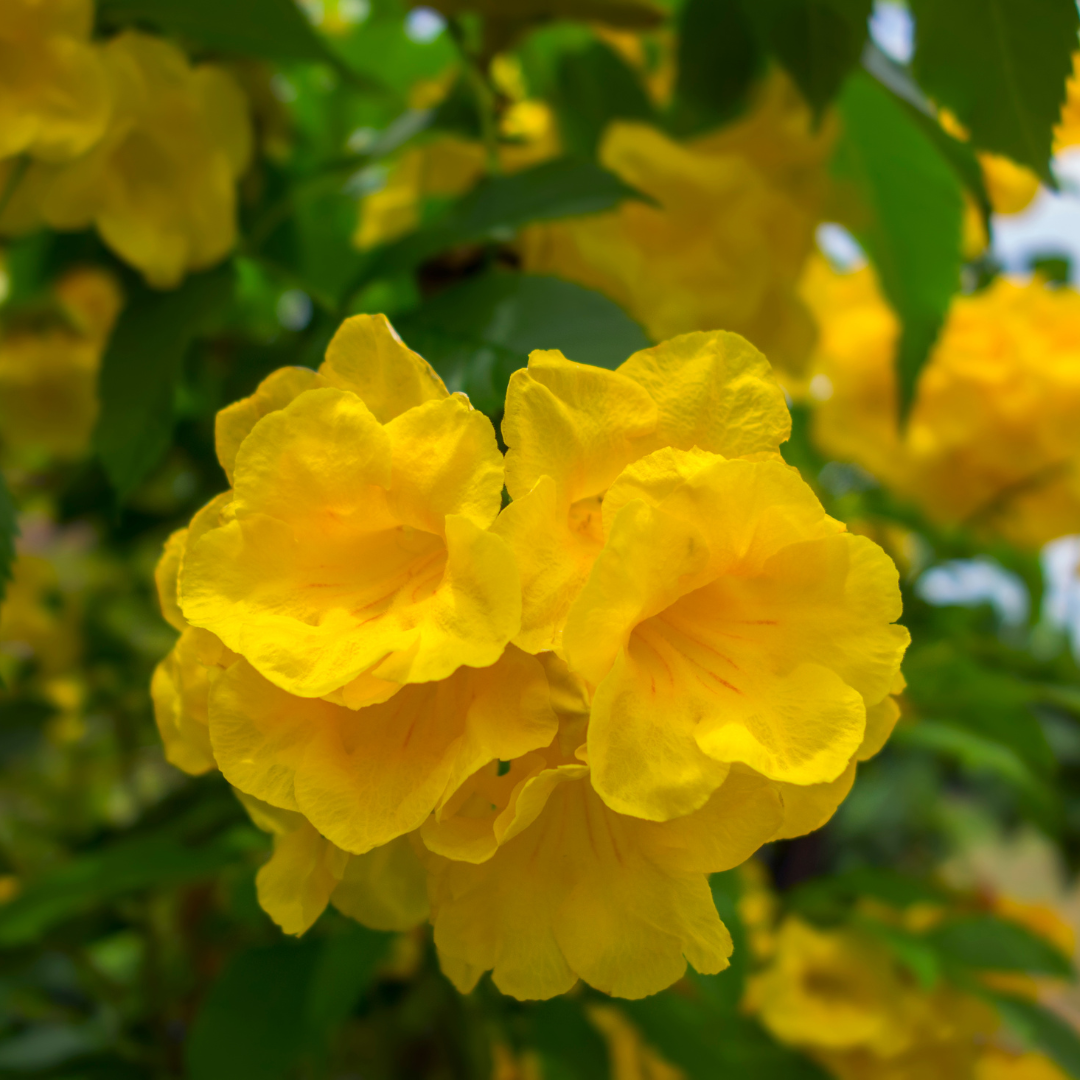 Vibrant Tecoma Yellow Hybrid Flower Plant for Your Beautiful Garden