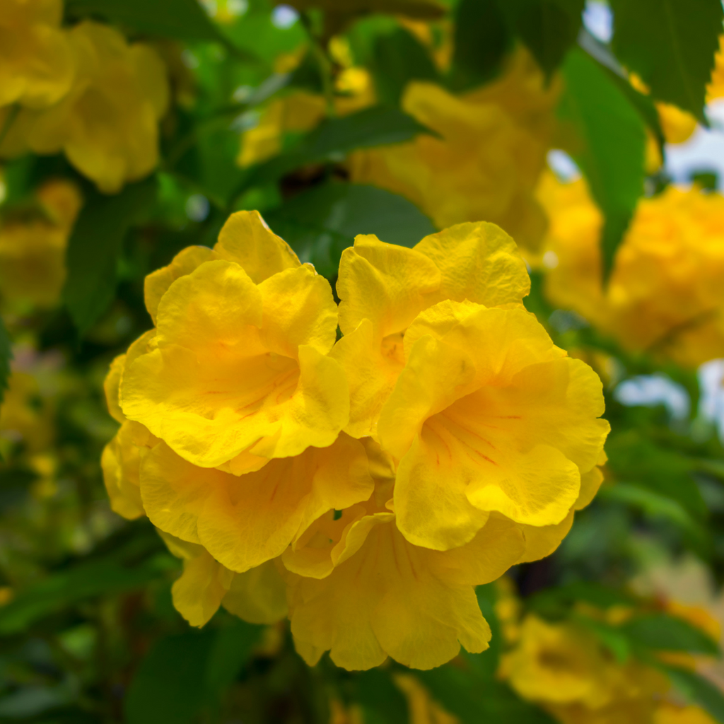 Vibrant Tecoma Yellow Hybrid Flower Plant for Your Beautiful Garden