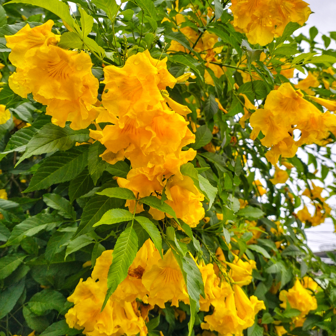 Vibrant Tecoma Yellow Hybrid Flower Plant for Your Beautiful Garden
