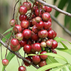 Terengganu cherry - Lepisanthes Alata - Fruit Plant