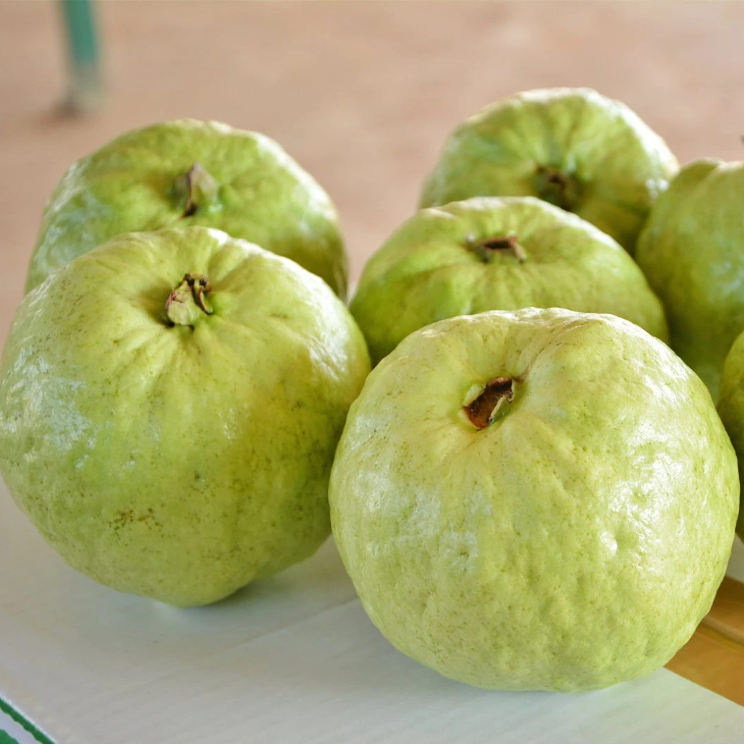 Premium Thai Super Hybrid Guava Fruit Plant - Live Healthy Specimen