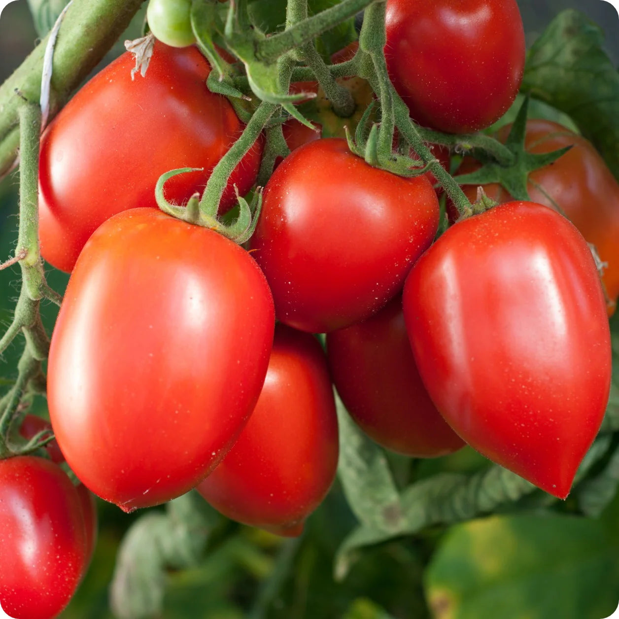 🍅 Plum Tomato Hybrid Seeds – 100 Seeds, Perfect for Sauces & Canning  - Vegetable Seeds