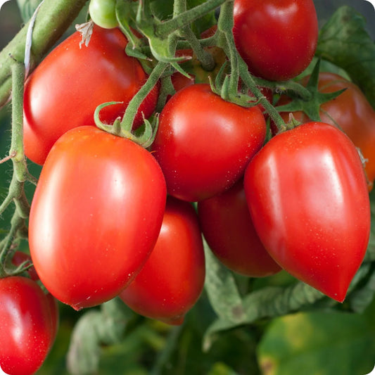 🍅 Plum Tomato Hybrid Seeds – 100 Seeds, Perfect for Sauces & Canning  - Vegetable Seeds