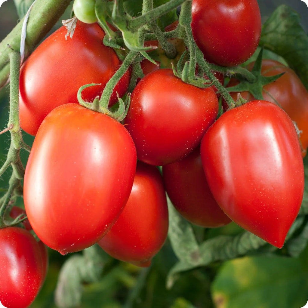 🍅 Plum Tomato Hybrid Seeds – 100 Seeds, Perfect for Sauces & Canning  - Vegetable Seeds