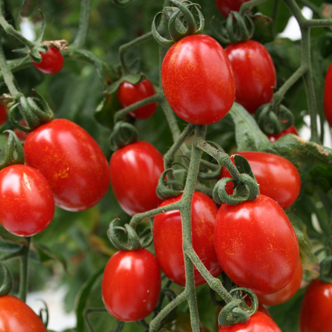 🍅 Plum Tomato Hybrid Seeds – 100 Seeds, Perfect for Sauces & Canning  - Vegetable Seeds
