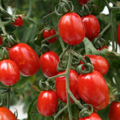 🍅 Plum Tomato Hybrid Seeds – 100 Seeds, Perfect for Sauces & Canning  - Vegetable Seeds