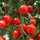 🍅 Plum Tomato Hybrid Seeds – 100 Seeds, Perfect for Sauces & Canning  - Vegetable Seeds