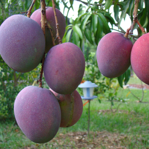 Tommy Atkins Mango Plant – Live Grafted Exotic Mango Fruit Plant - Fruit Plants
