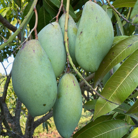 Thotapuri Mango Plant – Live Grafted South Indian Mango Fruit Plant - Fruit Plants