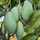 Thotapuri Mango Plant – Live Grafted South Indian Mango Fruit Plant - Fruit Plants