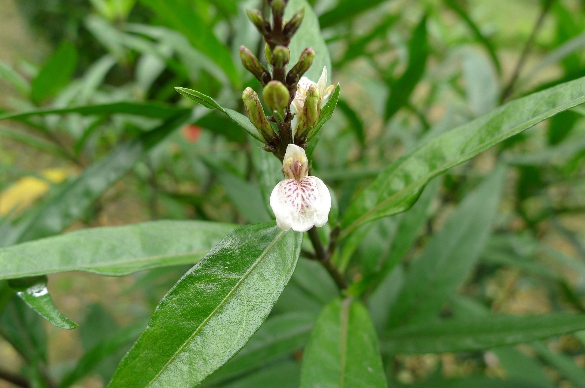 Vaathamkolli Justicia Gendarussa Medicinal Plant: Healthy Live Plant in Polybag