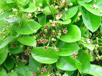 Tylophora Indica-Medicinal Plant