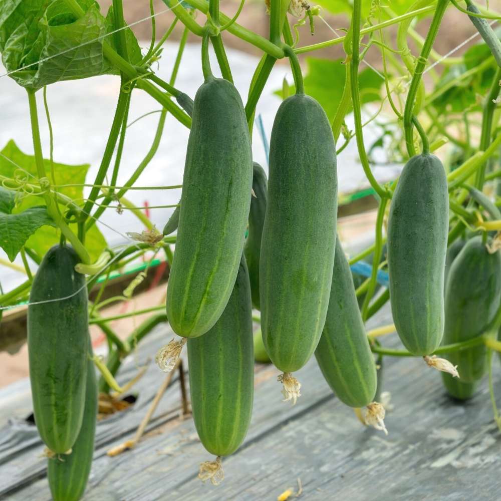 🥒 Cucumber (Kheera) Hybrid Seeds – Pack of 20 - Vegetable Seeds