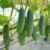 🥒 Cucumber (Kheera) Hybrid Seeds – Pack of 20 - Vegetable Seeds
