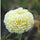 Hybrid White Marigold Flower Seeds – Pure Elegance in Bloom – Pack of 30 - Flower Seeds