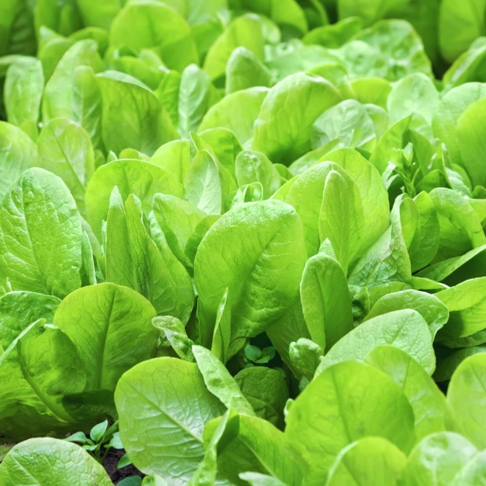 🌿 Spinach (Palak) Hybrid Seeds – Pack of 50 - Vegetable Seeds