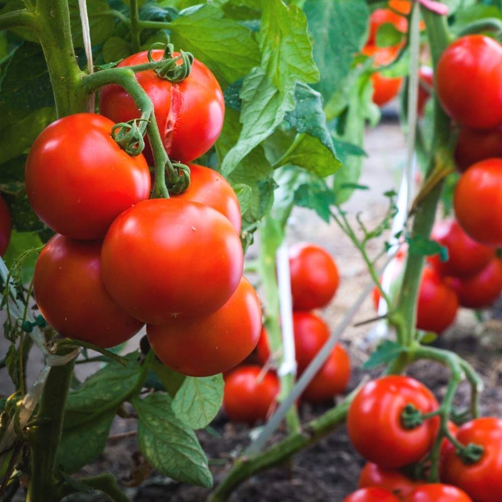 Tomato F1 Hybrid Seeds - 50 Seeds (Tamatar) (टमाटर के बीज) High Germination/ Easy to Grow/ Ideal for Terrace/Kitchen Gardening -Vegetable Seeds