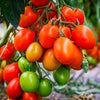Tomato F1 Hybrid Seeds - 50 Seeds (Tamatar) (टमाटर के बीज) High Germination/ Easy to Grow/ Ideal for Terrace/Kitchen Gardening -Vegetable Seeds