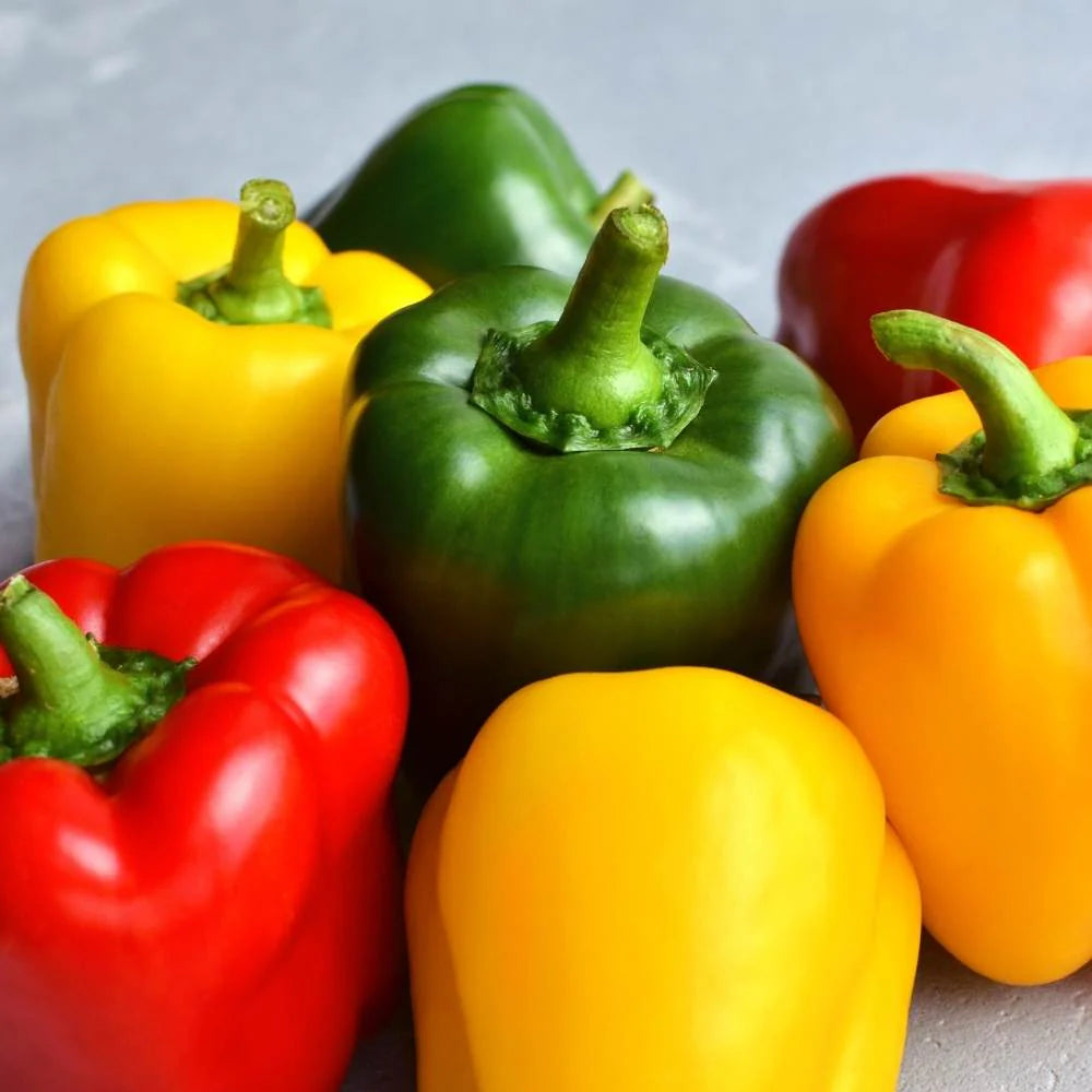 🫑 Capsicum / Bell Pepper Mixed Color Hybrid Seeds – Pack of 30 - Vegetable Seeds
