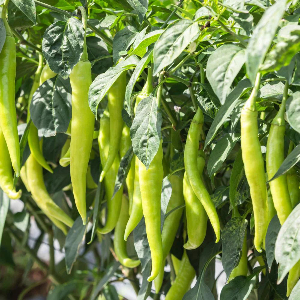 🌶️ Chilli Jwala (Hari Mirch) Hybrid Seeds – Pack of 25 - Vegetable Seeds