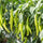 🌶️ Chilli Jwala (Hari Mirch) Hybrid Seeds – Pack of 25 - Vegetable Seeds