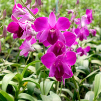 Dendrobium orchid Panjarat Pink Plant (Without flowers)