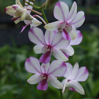 Dendrobium orchid Pops Eye Plant (Without flowers)