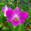 Dendrobium orchid Tanida Pink Plant (Without flowers)