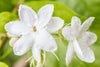 White Mogra | Arabian Jasmine Aromatic Flower 1 Plant - Best Selling