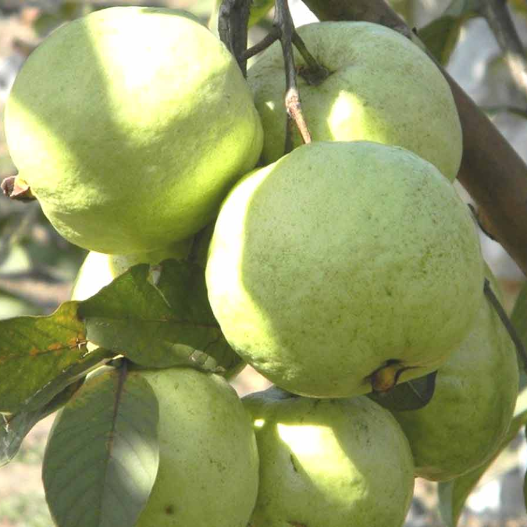 VNR Bihi Hybrid Guava Fruit Plant: Healthy Live Guava Tree for Home Garden