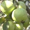 VNR Bihi Hybrid Guava Fruit Plant: Healthy Live Guava Tree for Home Garden