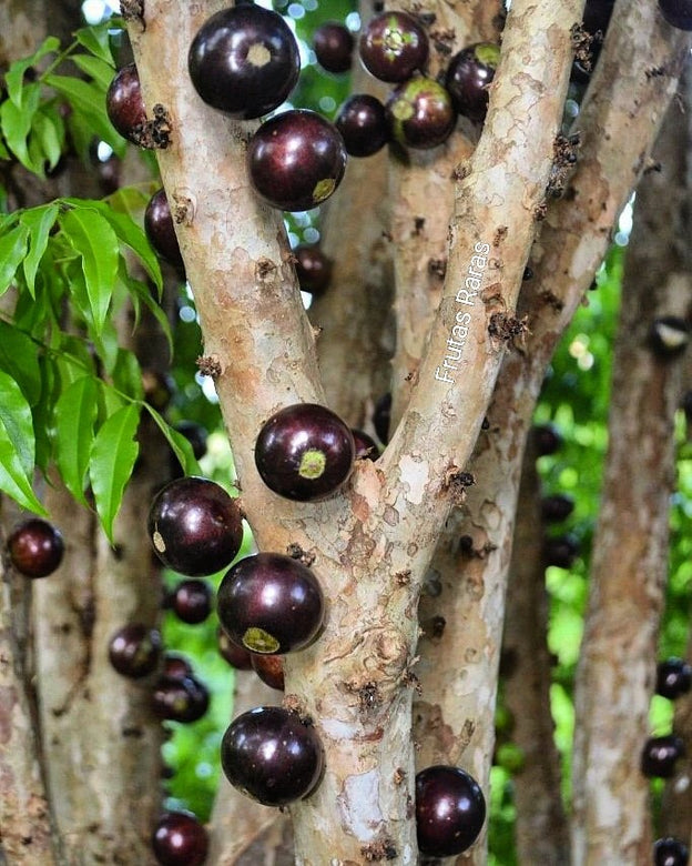 Jaboticaba Val-Paraiso Fruit Plant