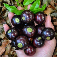 Jaboticaba Val-Paraiso Fruit Plant