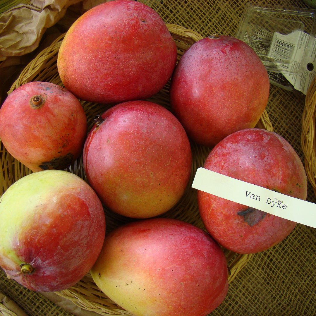 Van Dyke Mango Plant – Live Grafted Premium Mango Fruit Plant - Fruit Plants