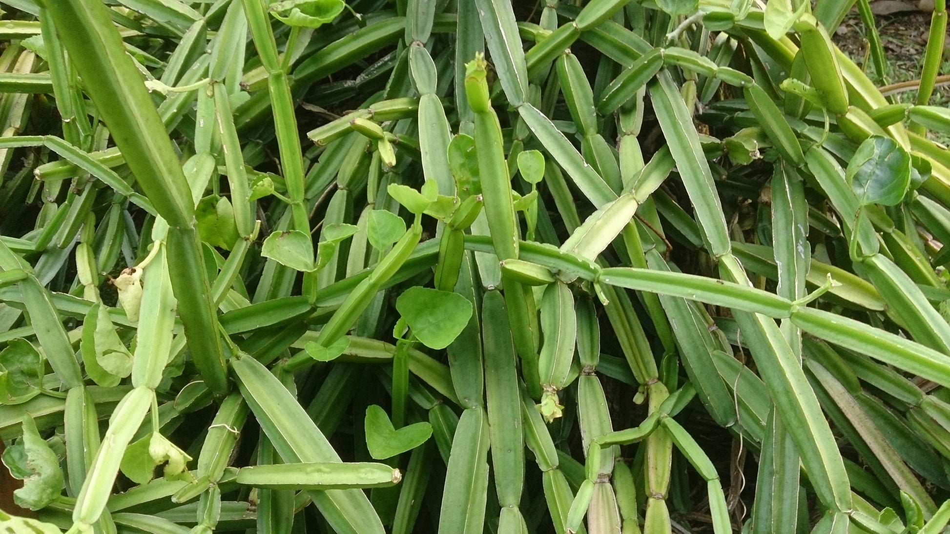Healthy Live Asthi Samhara Cissus Quadrangularis Medicinal Plant - Bone Health