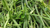 Healthy Live Asthi Samhara Cissus Quadrangularis Medicinal Plant - Bone Health