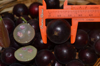 Jaboticaba Black velvet  Fruit Plant