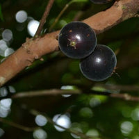 Jaboticaba Black velvet  Fruit Plant