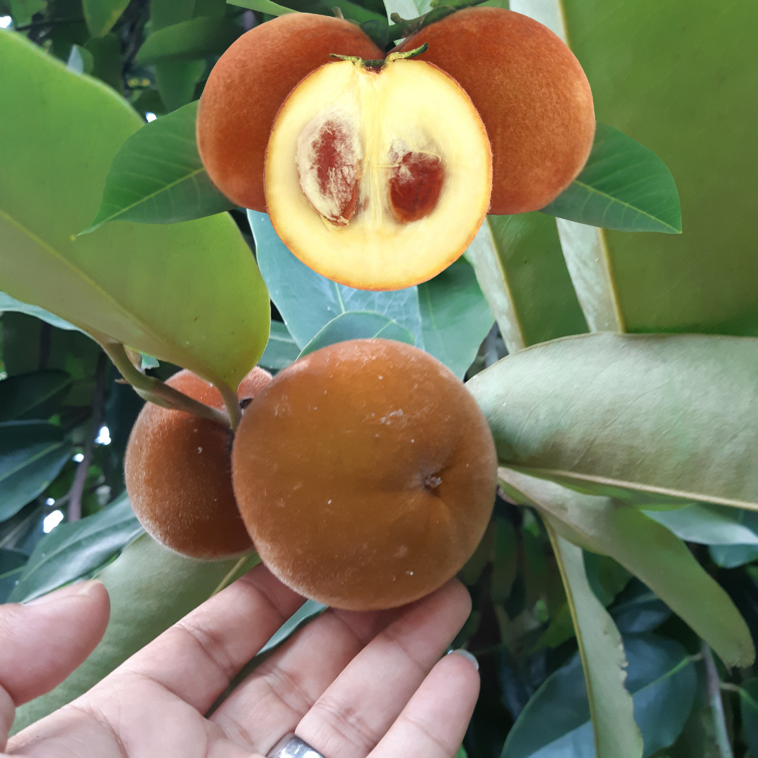 Velvet Apple / Mabolo - Diospyros blancoi Fruit Plant