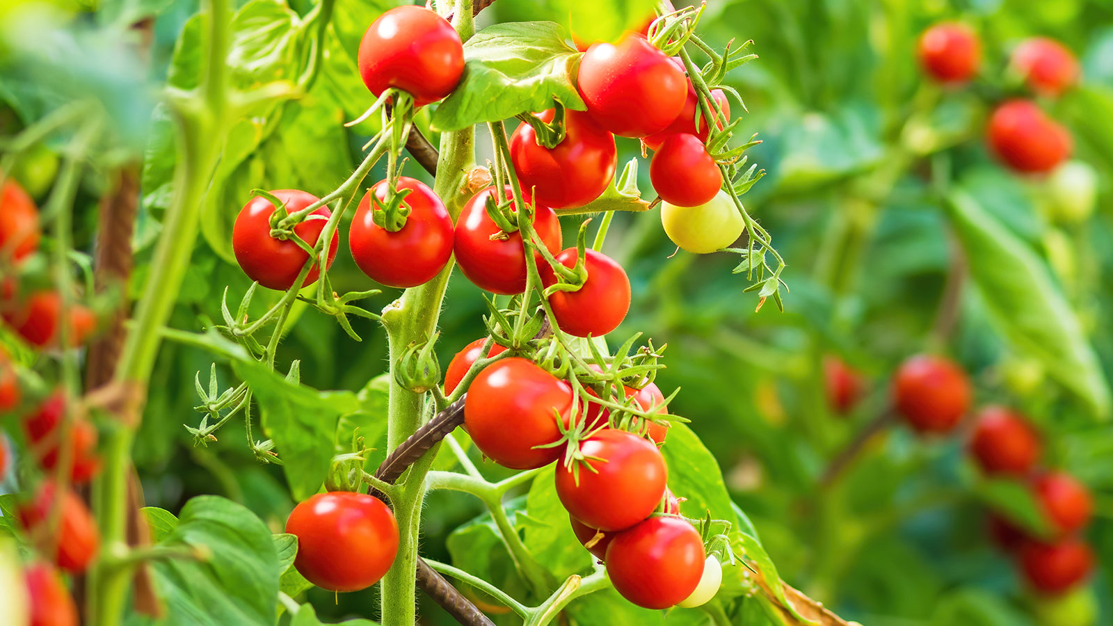 🍅 Cherry Tomato Hybrid 100 Seeds – Red, Sweet & Juicy  - Vegetable Seeds