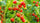 🍅 Cherry Tomato Hybrid 100 Seeds – Red, Sweet & Juicy  - Vegetable Seeds